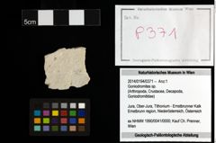 Foto (Objekt + Etiketten) von Goniodromites sp. 